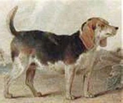 Beagle tail 19th century